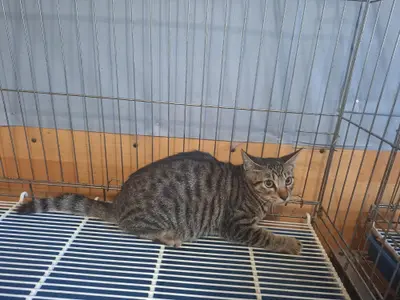 한국 고양이 사진