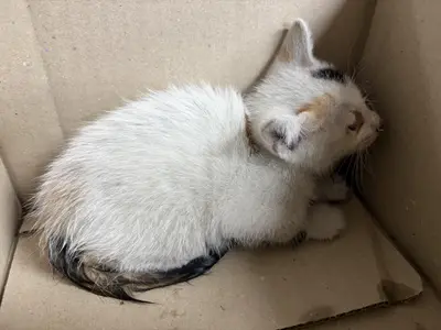 한국 고양이 사진