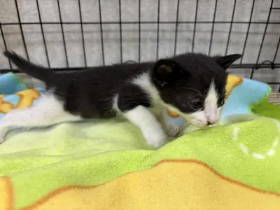 한국 고양이 사진