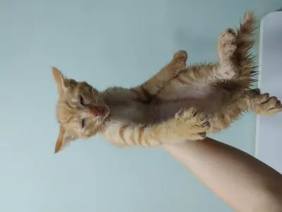 믹스묘 사진