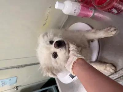 믹스견 사진