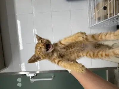 믹스묘 사진