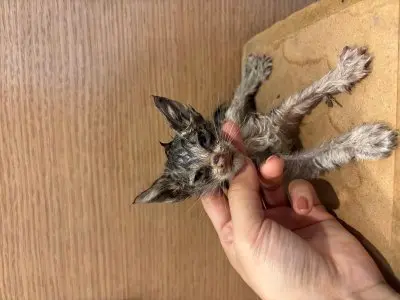 믹스묘 사진