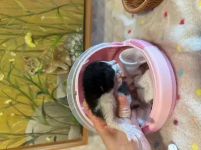 믹스묘 사진