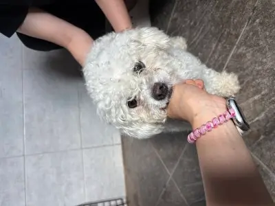 비숑 프리제 사진