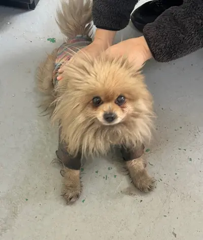 포메라니안 사진