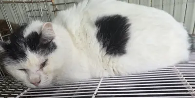 한국 고양이 사진