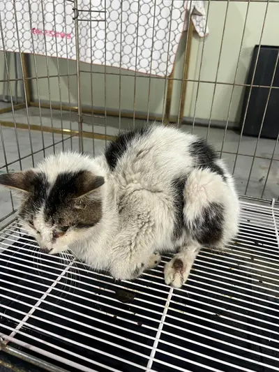 한국 고양이 사진