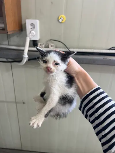 한국 고양이 사진
