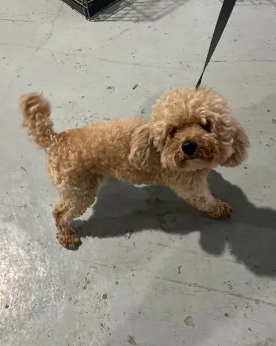푸들 사진