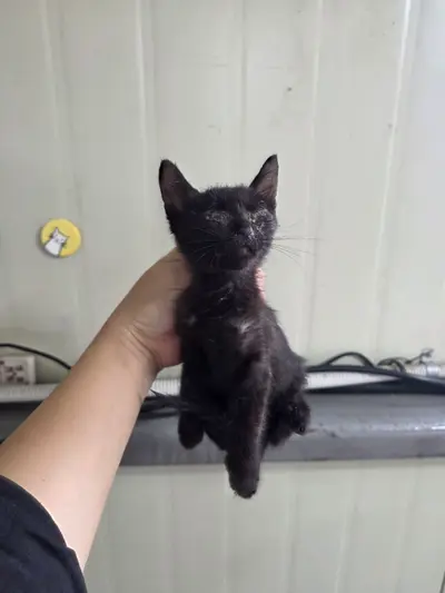 한국 고양이 사진