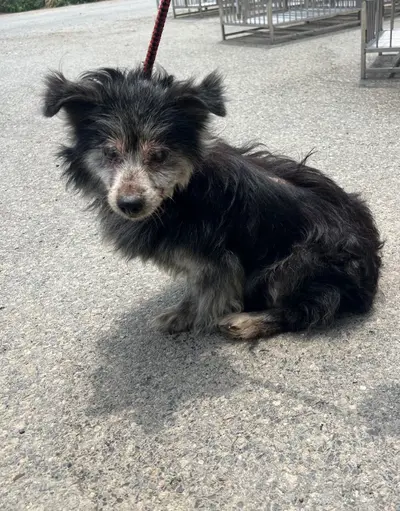 믹스견 사진