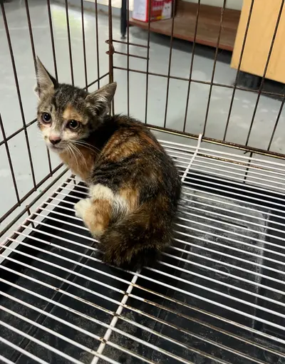 한국 고양이 사진