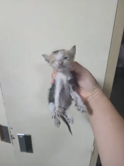 한국 고양이 사진
