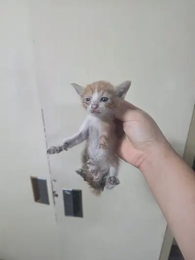 한국 고양이 사진