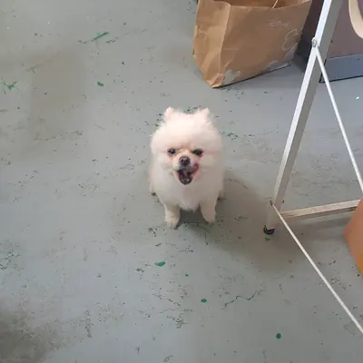 포메라니안 사진