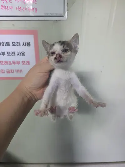 한국 고양이 사진