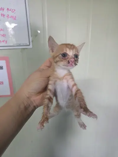 한국 고양이 사진