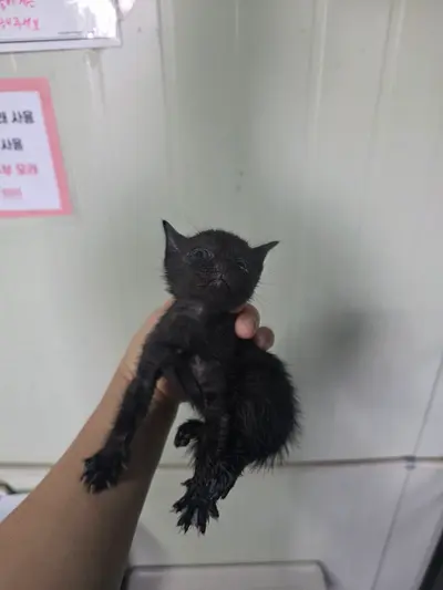 한국 고양이 사진