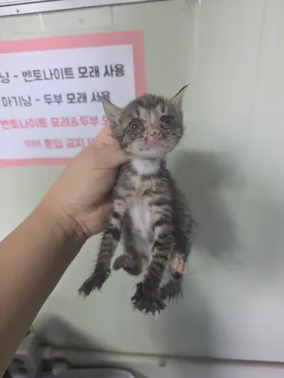 한국 고양이 사진