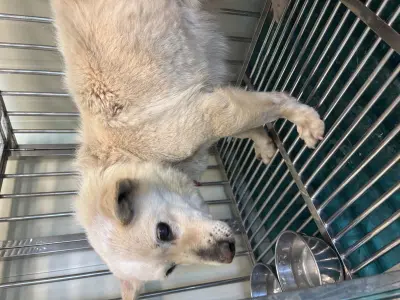 믹스견 사진