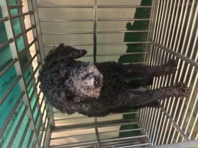 푸들 사진
