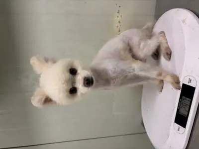 포메라니안 사진