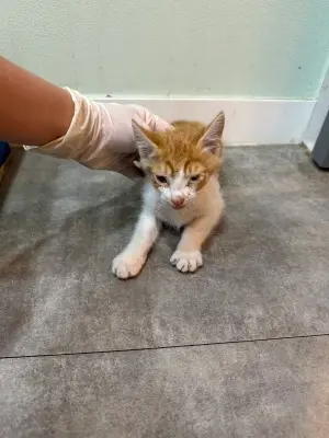 한국 고양이 사진