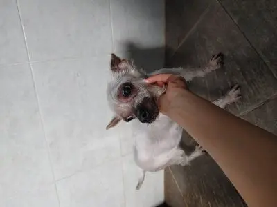 믹스견 사진