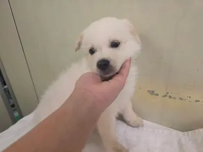 믹스견 사진