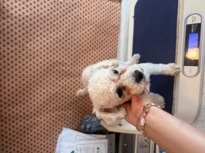 말티즈 사진