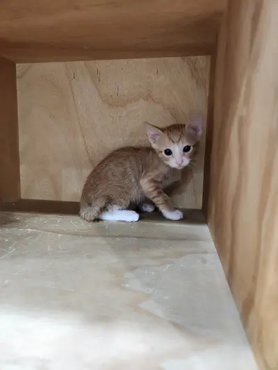 한국 고양이 사진