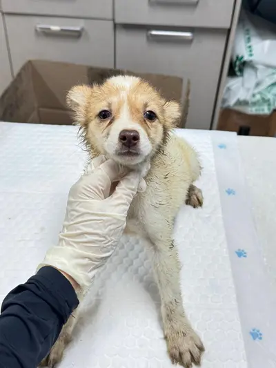 믹스견 사진