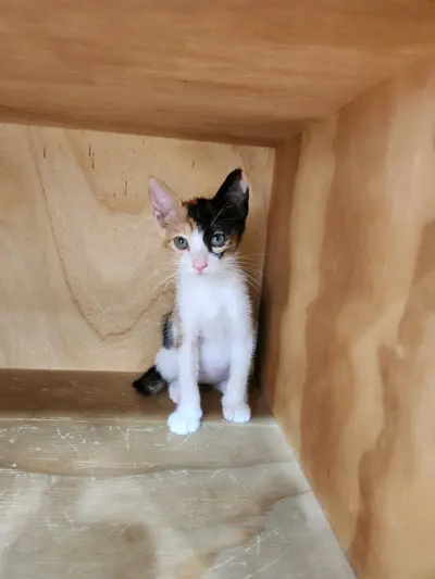 한국 고양이 사진