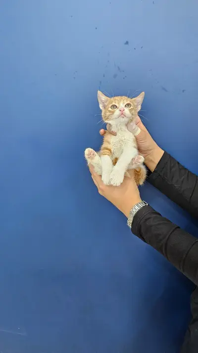 한국 고양이 사진