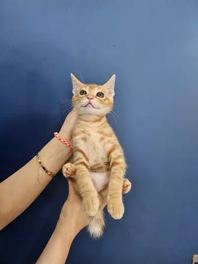 한국 고양이 사진