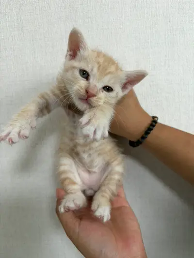 한국 고양이 사진