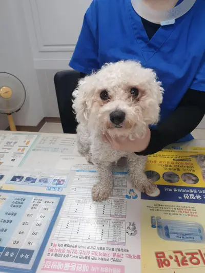 비숑 프리제 사진