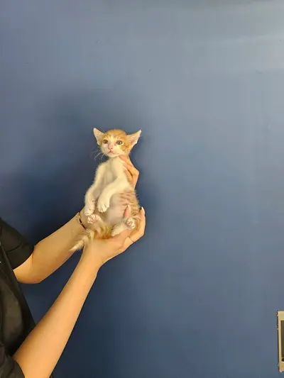 한국 고양이 사진