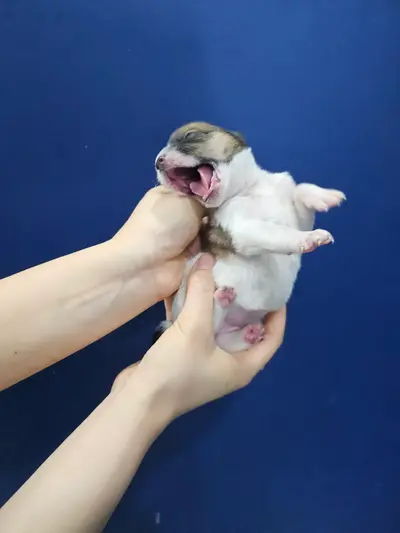 믹스견 사진