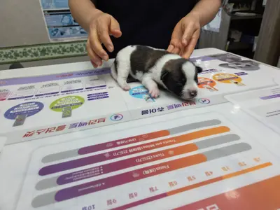 믹스견 사진