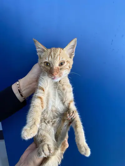 한국 고양이 사진