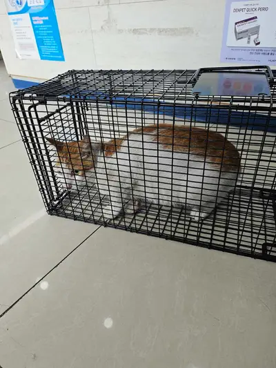 한국 고양이 사진