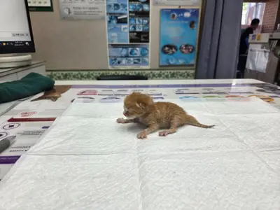 한국 고양이 사진