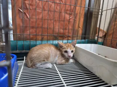 한국 고양이 사진