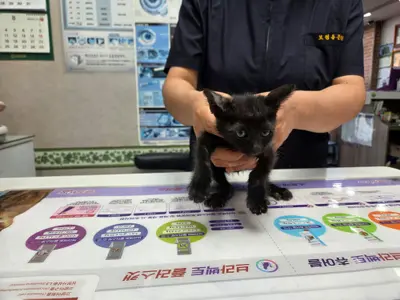 한국 고양이 사진