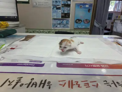 한국 고양이 사진