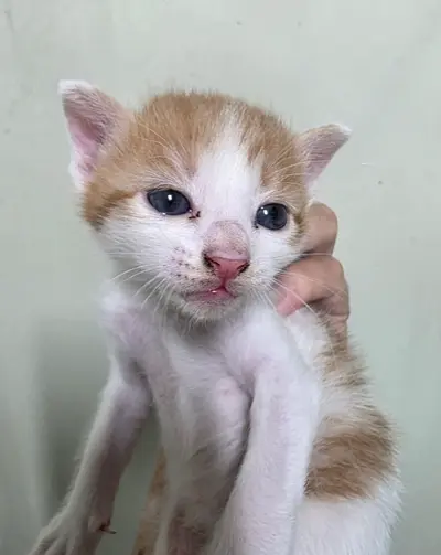 한국 고양이 사진