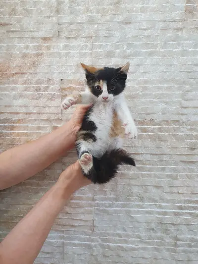 한국 고양이 사진