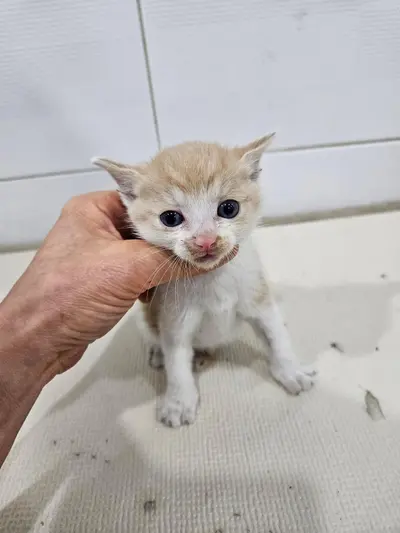 한국 고양이 사진